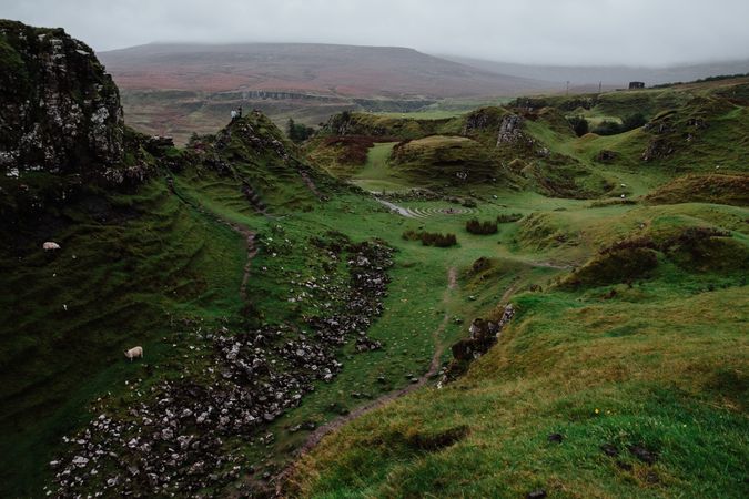 Sheep in green mountains