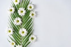 Palm leaf and flowers on light background