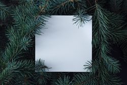 Christmas pine tree branches with paper card