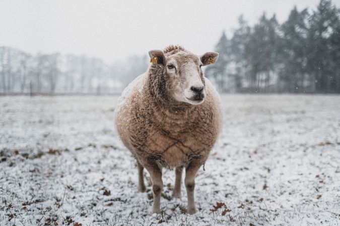 Brown sheep on snow covered ground during daytime