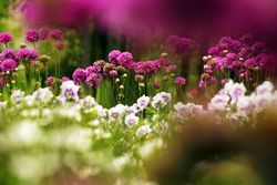 Flowerbed with various flowers in park