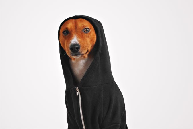 Portrait of dog with hood up