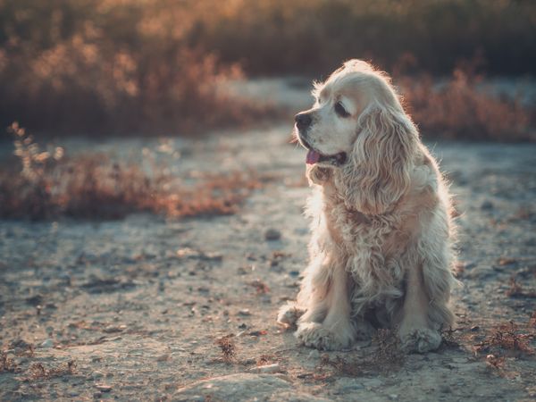 Funny dog lying on ground between plants