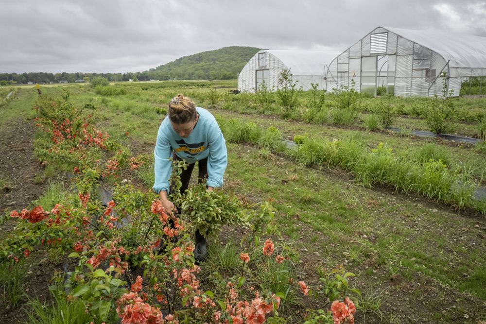 Copake, New York - May 19, 2022: Woman bending down cutting fresh flowers