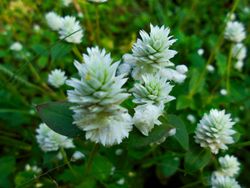 Alternanthera philoxeroides
