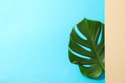 Green monstera on two tone background, space for text