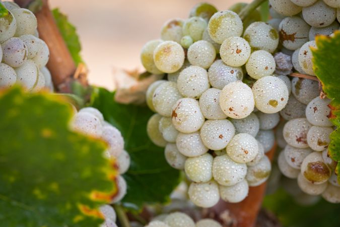 Vineyard with Lush, Ripe Wine Grapes on the Vine Ready for Harvest