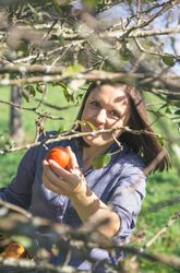 Happy woman picking apples with basket in her hands
