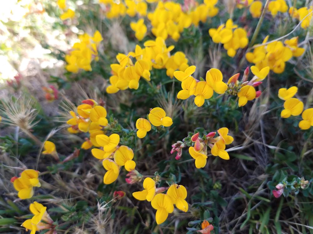 Yellow lotus-corniculatus in a garden
