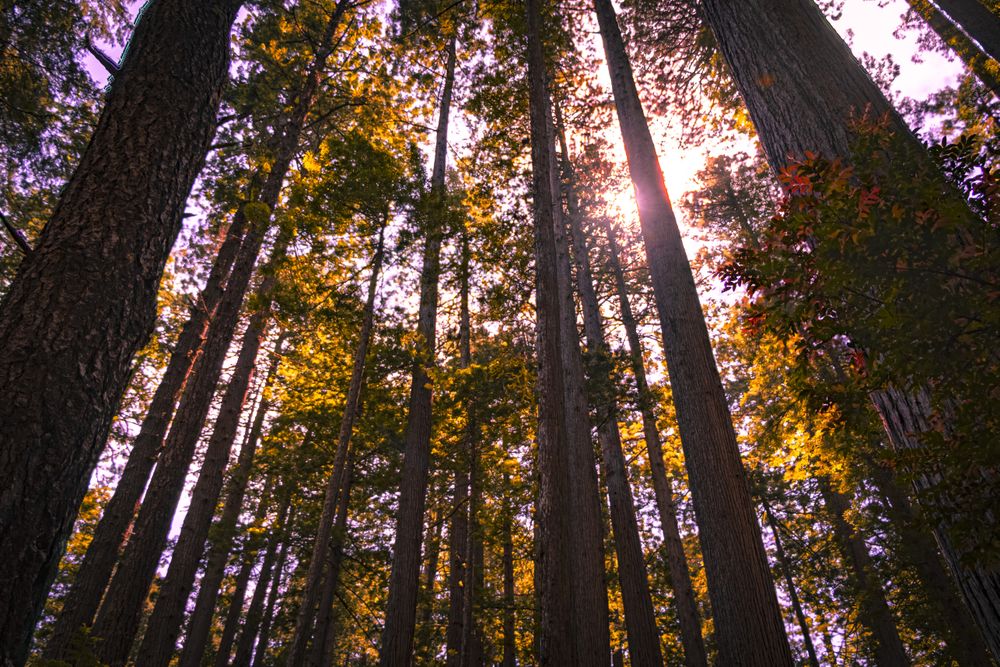 Beautiful autumn tall trees with sun coming through
