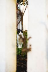 Cat behind fence in garden