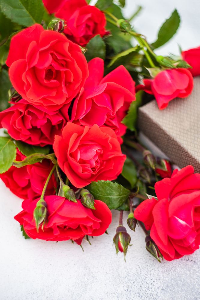 Close up of red roses and gift box