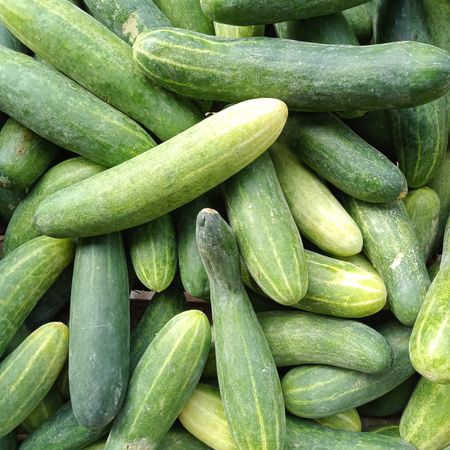 Cucumber