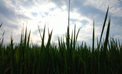 rice fields with a view of the sky