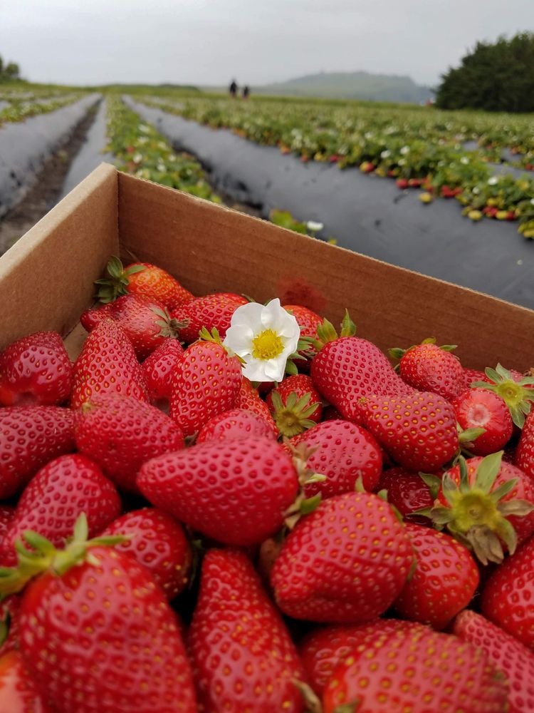 Strawberrys with blossom in patch
