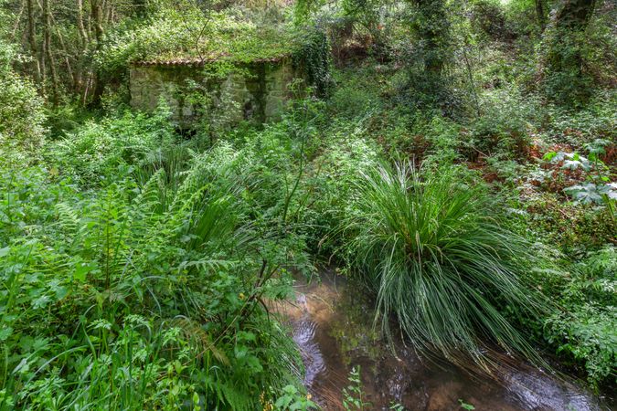 Fantastic forest in the Galician mythological mountains, Spain