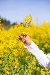Flowering rapeseed crop protection and plant health