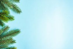 Christmas festive concept of pine branches on blue table