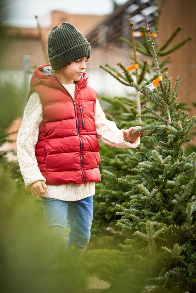 Trendy little boy touching fir trees during winter holidays