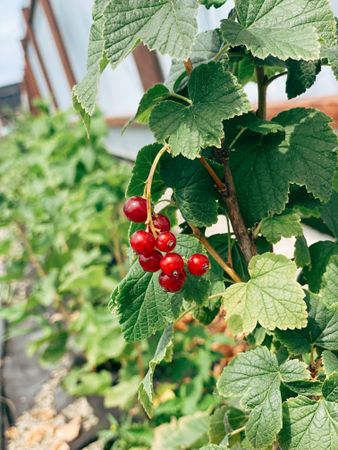 Currant