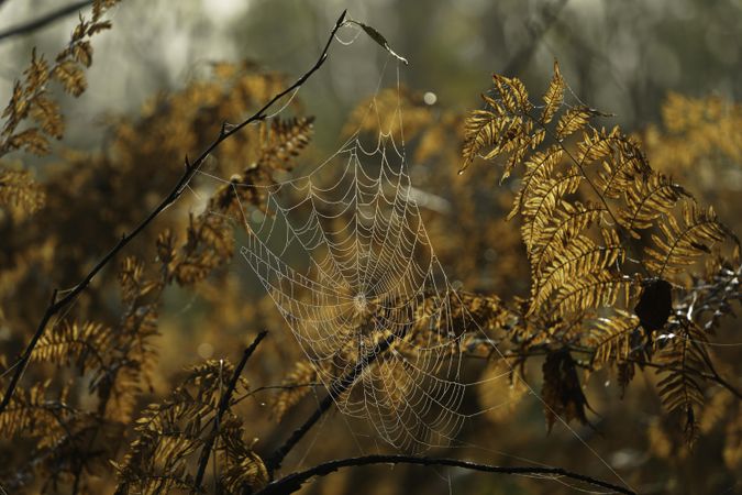 Spider web in Aitkin County, Minnesota