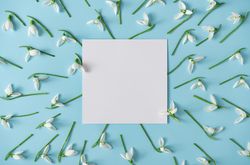 Snowdrop flowers surrounding paper card on blue background
