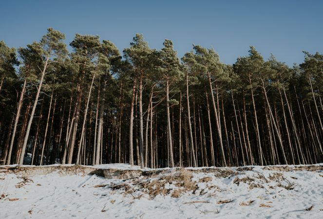 Seashore near green forest in snow