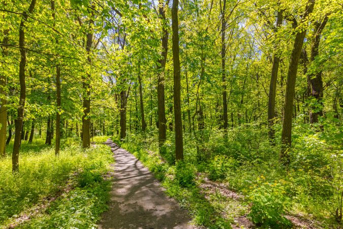 Path in a calm forest