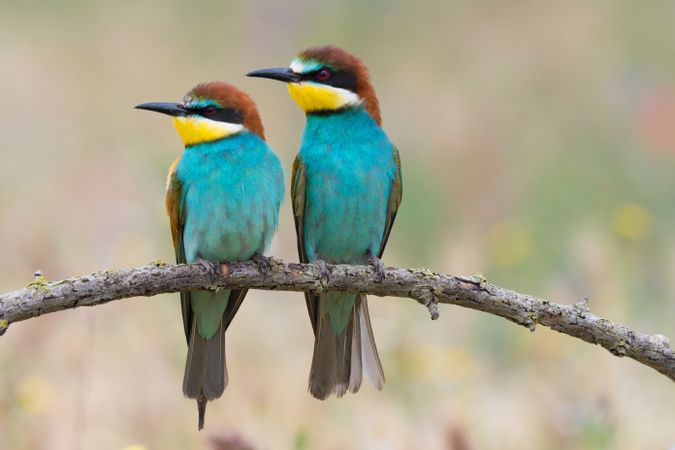 Birds standing on tree branch