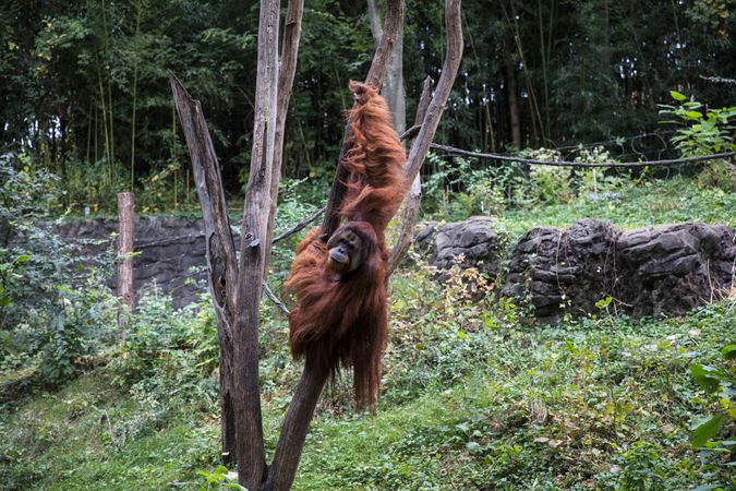 An orangutan cavorts at the Cincinnati Zoo, Cincinnati, Ohio