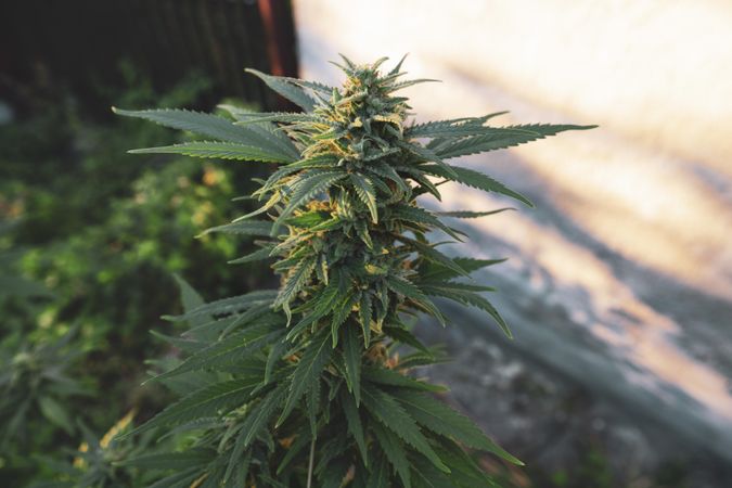 Top of marijuana plant