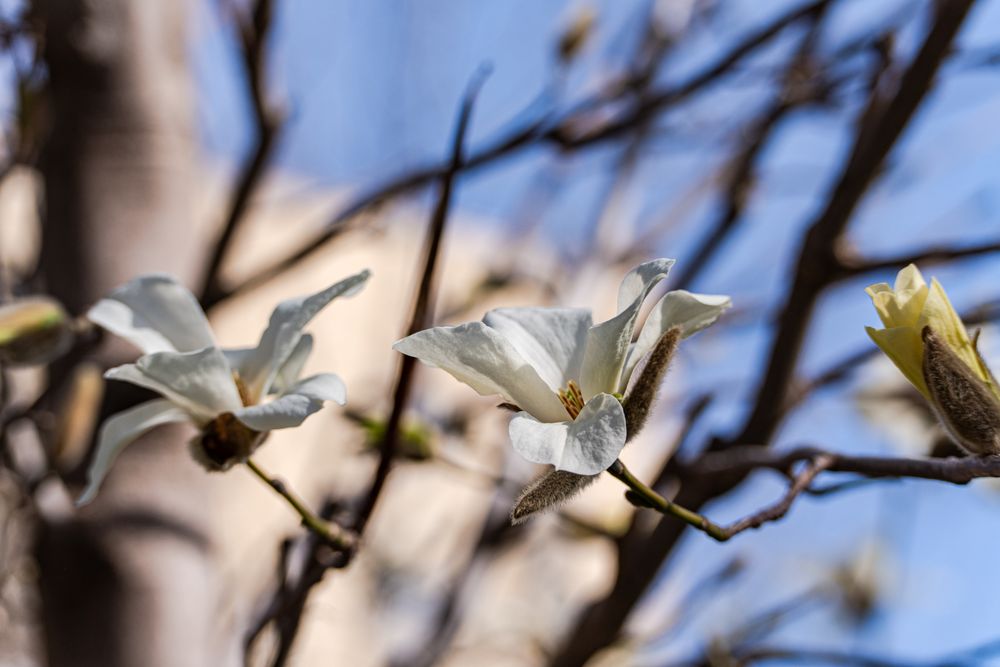 Blooming white magnolia tree in the spring park