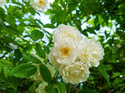 Light flowers in bloom on hedge