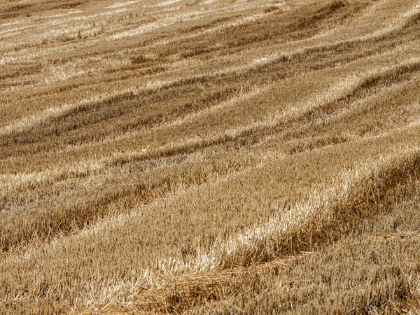Field after harvesting wheat and hay. Natural agriculture.