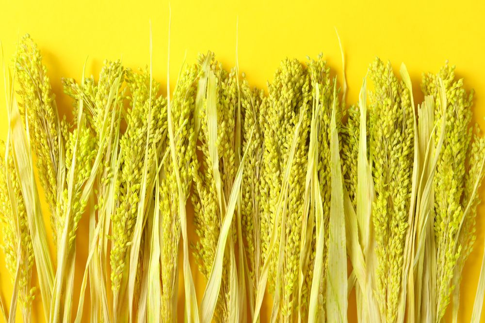 Row of dried flowers with copy space