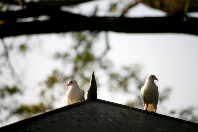 Pigeons perched on bird house at dusk