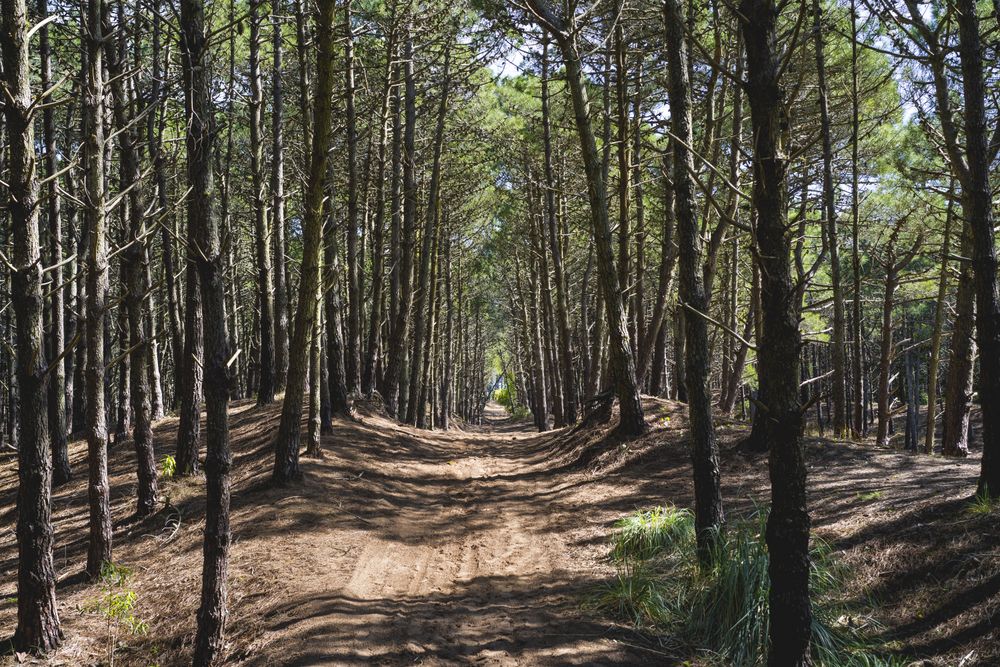 View of a path under the trees inside a forest