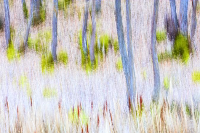 Typha plant in purple light
