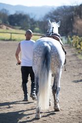 Back view of a man walking with his horse around paddock