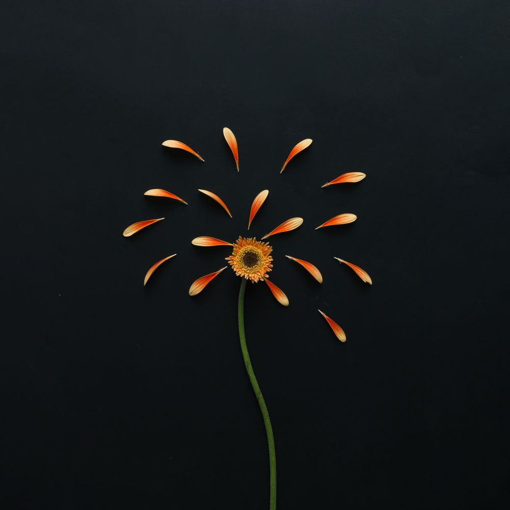 Orange flower on dark background with petals