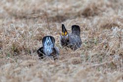 A male Prairie Chicken on the booming grounds at Hamden Slough National Wildlife Refuge in Hamden Township, Minnesota