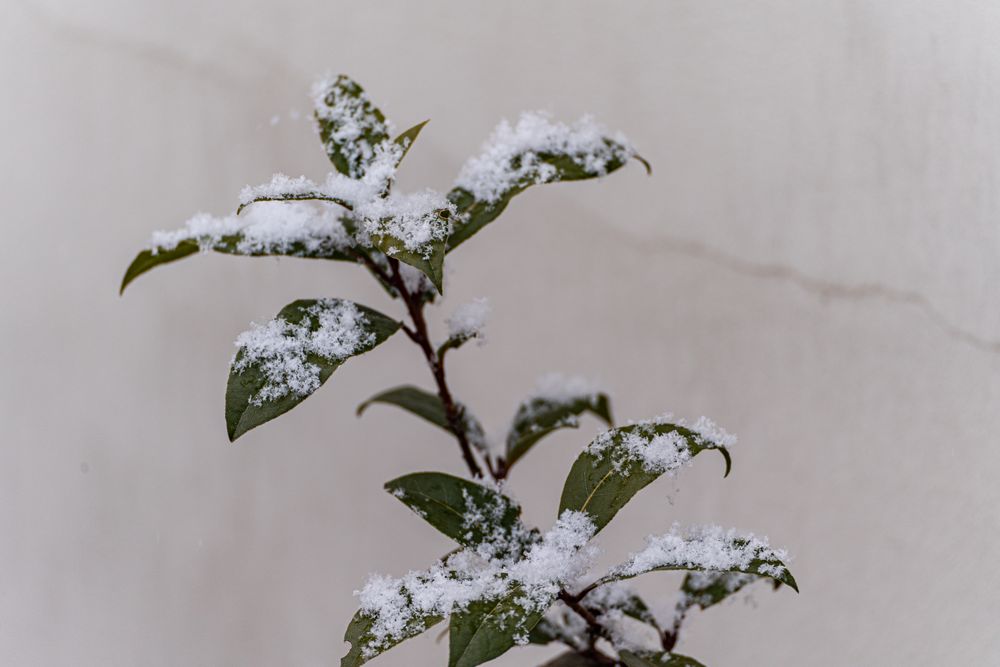 Evergreen laurel tree under the snow