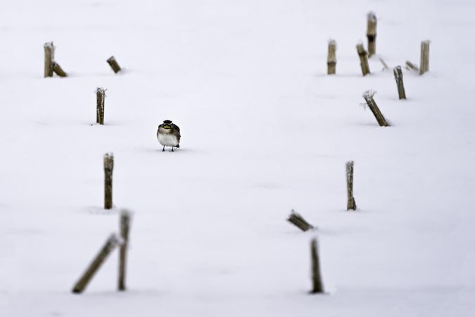 A bird perched on a snowy field