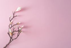 Flowers on brown branch on pastel pink background