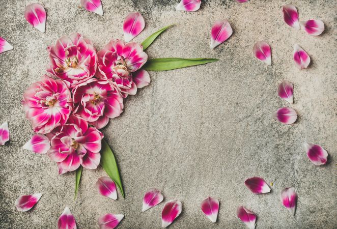 Pink tulips and petals artfully arranged on grey concrete surface