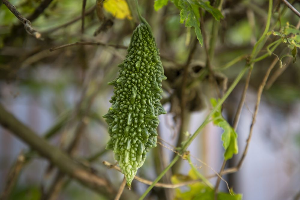 Bitter Gourd or Corolla raw healthy vegetable hanging on the garden tree with the blurry background