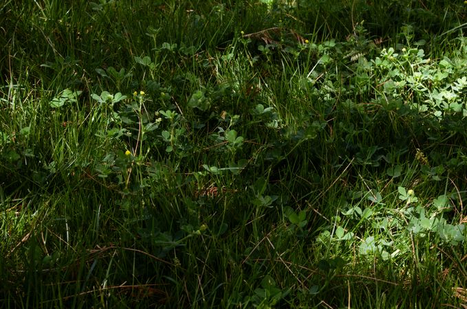 Grass with light spots
