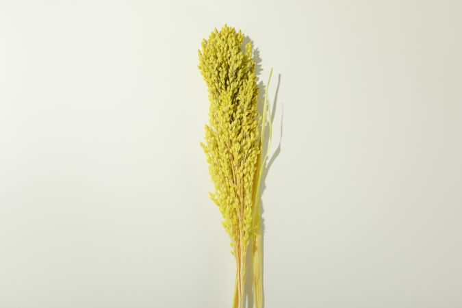 Bouquet of yellow reed grass in plain room
