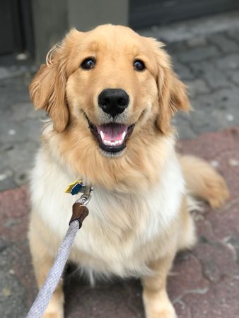 Golden retriever dog on leash