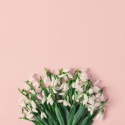 Snowdrop flowers on pink background